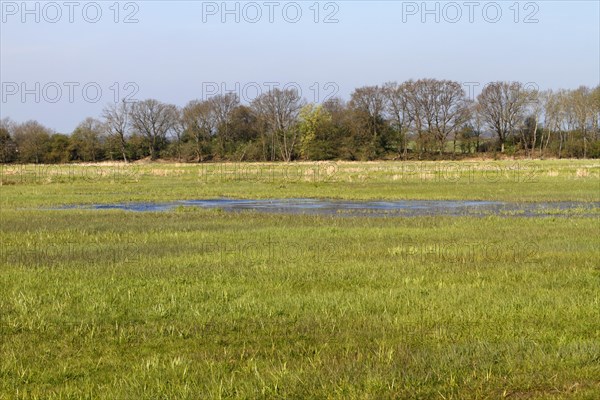Wetland biotope in the Peene valley, waterlogged meadows, rare habitat for endangered plants and