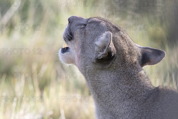 Cougar (Cougar concolor), silver lion, mountain lion, cougar, panther, small cat, animal portrait,