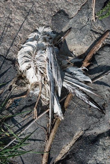 The remains of a bird lying on the ground between stones and twigs, dead arctic tern (Sterna