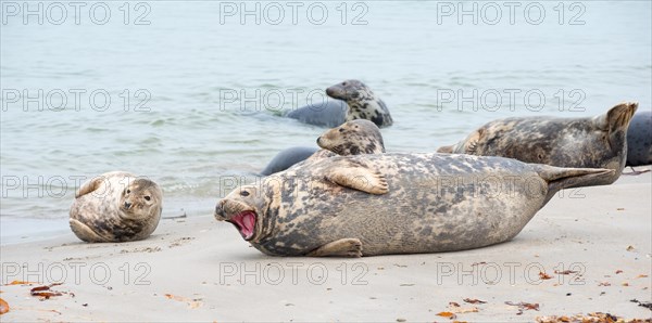 Group of grey seals lying relaxed on a sandy beach, one animal yawning with its mouth wide open and