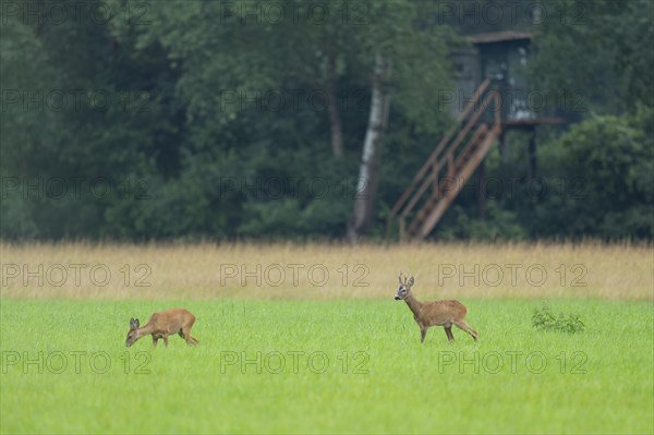 European roe deer (Capreolus capreolus), buck and doe in rut, leaf time, in a meadow, behind a high