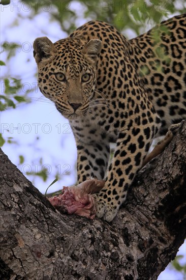 Leopard (Panthera pardus), adult, in tree, with prey, Sabi Sand Game Reserve, Kruger NP, Kruger