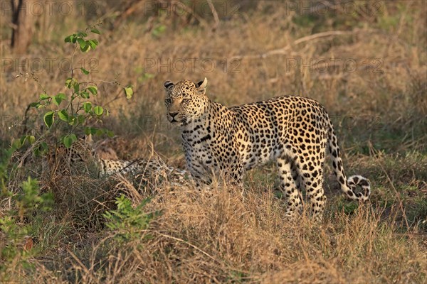 Leopard (Panthera pardus), adult, pair, alert, Sabi Sand Game Reserve, Kruger NP, Kruger National