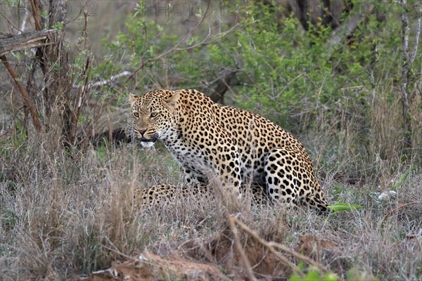 Leopard (Panthera pardus), adult, pair, mating, Sabi Sand Game Reserve, Kruger National Park,