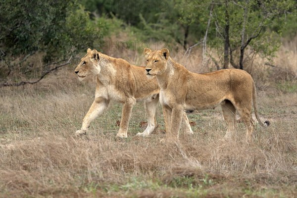 Lion (Panthera leo), adult, female, two females, vigilant, Sabi Sand Game Reserve, Kruger National