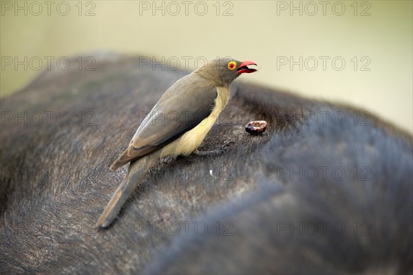 Red-billed oxpecker (Buphagus erythrorhynchus), adult on host animal, symbiosis, Kruger National