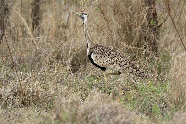 Black-bellied bustard (Lissotis melanogaster), adult, male, foraging, alert, Sabi Sand Game
