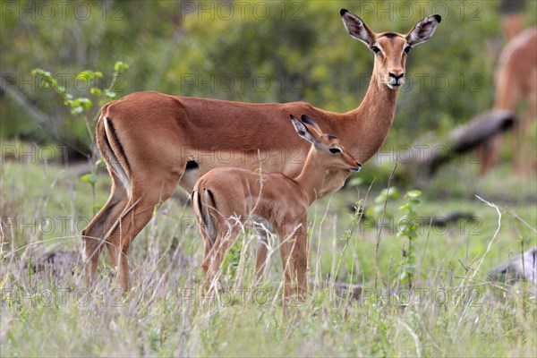 Black Heeler Antelope, (Aepyceros melampus), adult, female, young animal, mother with young animal,