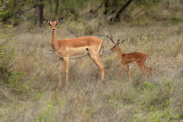 Black Heeler Antelope, (Aepyceros melampus), adult, female, young animal, mother with young animal,