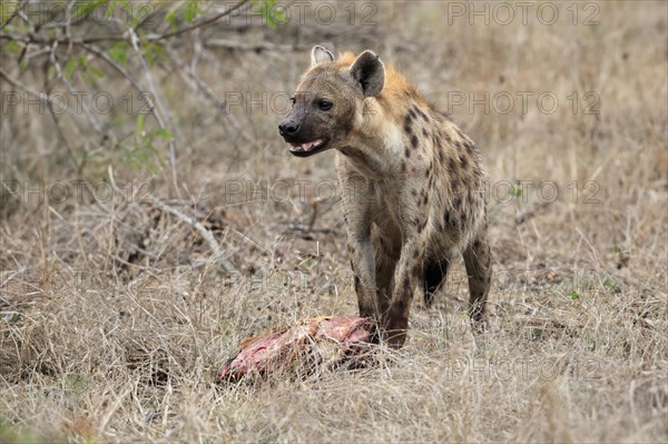 Spotted hyena (Crocuta crocuta), adult, with prey, Sabi Sand Game Reserve, Kruger National Park,