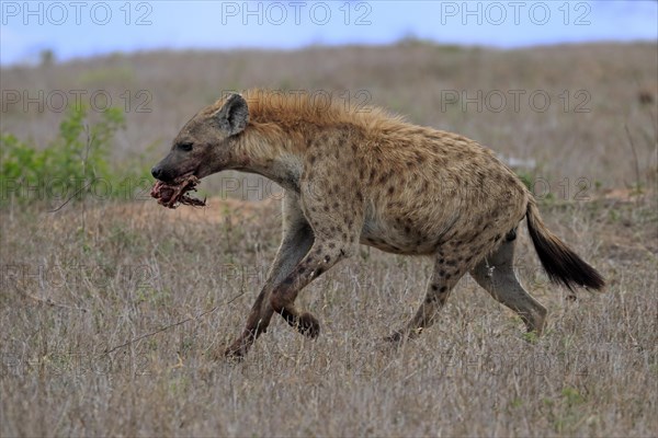 Spotted hyena (Crocuta crocuta), adult, with prey, carrying prey, running, Sabi Sand Game Reserve,