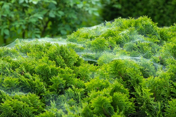 Thuja Occidentalis, western red cedar shrub with beautiful spider net in sunlight in the garden,