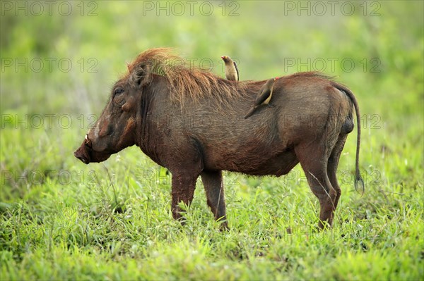 Warthog, (Phacochoerus aethiopicus), with red beak Oxpecker, (Buphagus erythrorhynchus), adult,