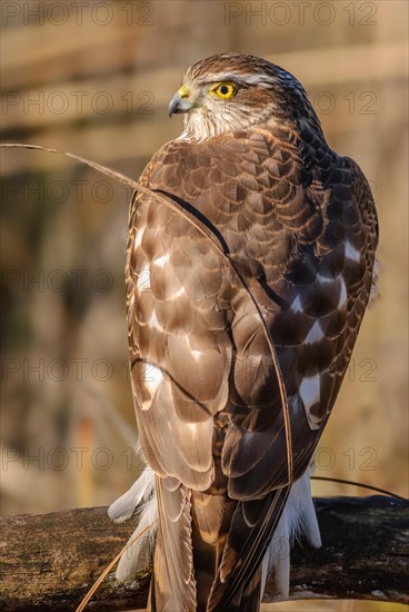 Young eurasian sparrowhawk (Accipiter nisus) resting on a branch in the sun, Bas-Rhin, Alsace,