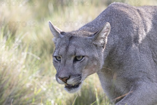 Cougar (Cougar concolor), silver lion, mountain lion, cougar, panther, small cat, animal portrait,