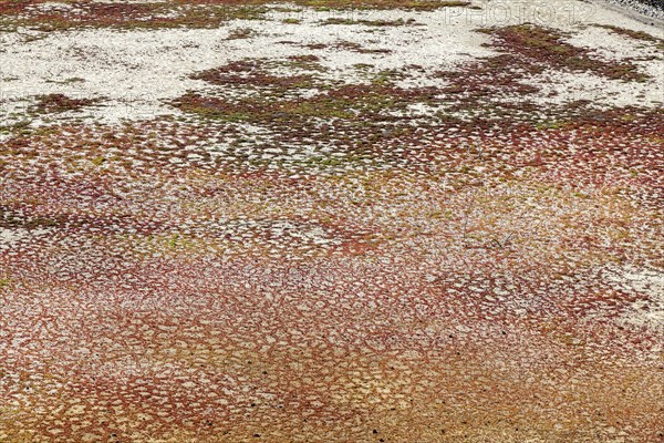 Sea salt extraction, salt marsh, close-up, Janubio salt flats, Salinas de Janubio, Lanzarote,