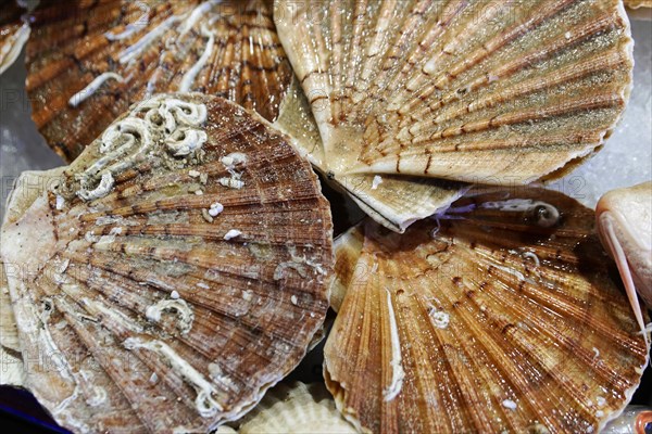 Scallops, Campo de la Pescaria fish market, Rialto market, San Polo neighbourhood, Venice, Veneto,