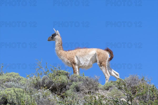 Guanaco (Llama guanicoe), Huanako, Torres del Paine National Park, Patagonia, End of the World,