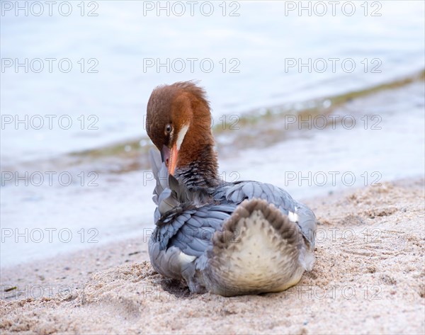 Goosander (Mergus merganser merganser), female, standing in the sand on the shore and preening her