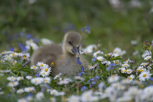 Greylag goose (Anser anser) juvenile baby gosling bird amongst Daisy and Speedwell spring flowers,
