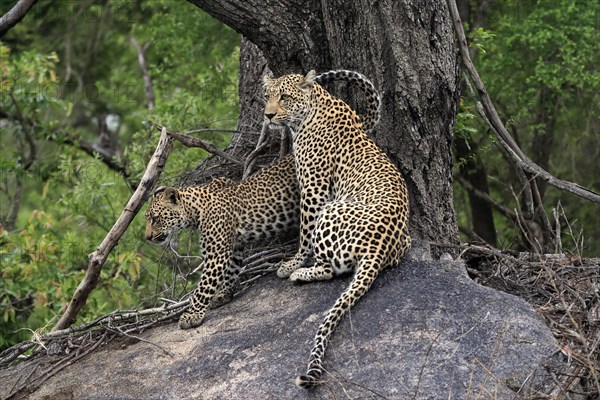 Leopard (Panthera pardus), adult with young, observed, alert, sitting, on rocks, Sabi Sand Game