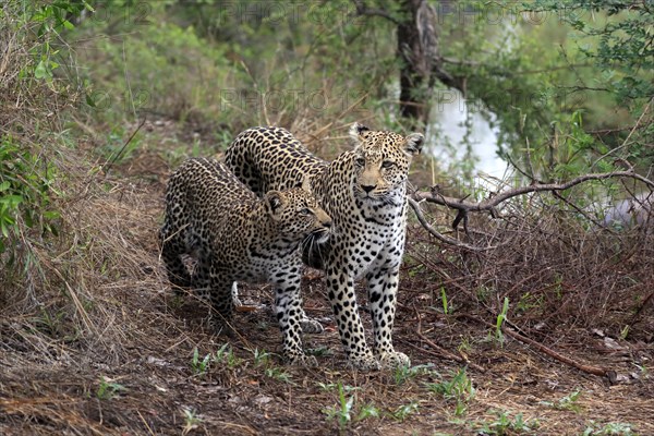 Leopard (Panthera pardus), adult, young, alert, Sabi Sand Game Reserve, Kruger NP, Kruger National