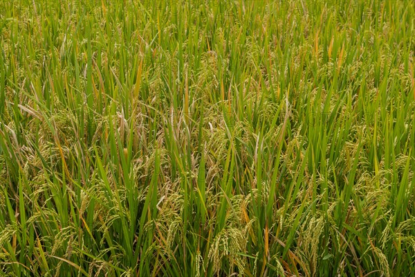 Green rice background, fields in countryside, Ubud, Bali, Indonesia, green grass. Travel, tropical,