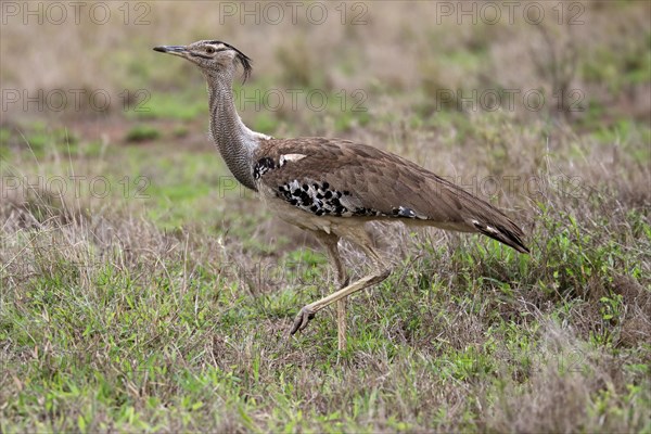 Kori bustard (Ardeotis kori), adult, running, foraging, vigilant, Kruger National Park, Kruger