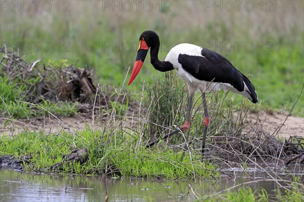 Saddle-billed stork (Ephippiorhynchus senegalensis), adult, foraging, in the water, Kruger National