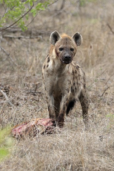 Spotted hyena (Crocuta crocuta), adult, with prey, Sabi Sand Game Reserve, Kruger National Park,
