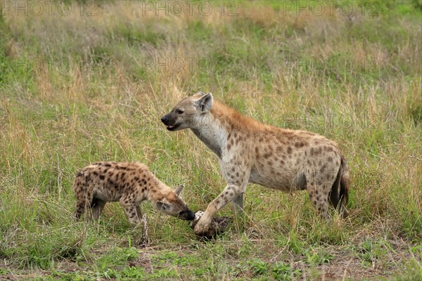 Spotted hyena (Crocuta crocuta), adult, young animal, mother with young animal, social behaviour,