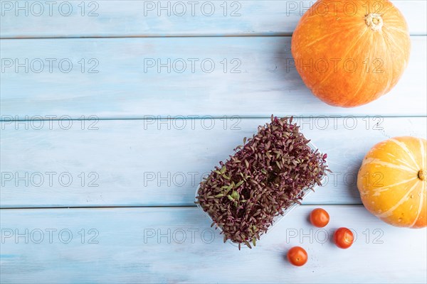 Microgreen sprouts of purple amaranth with pumpkin on blue wooden background. Top view, flat lay,