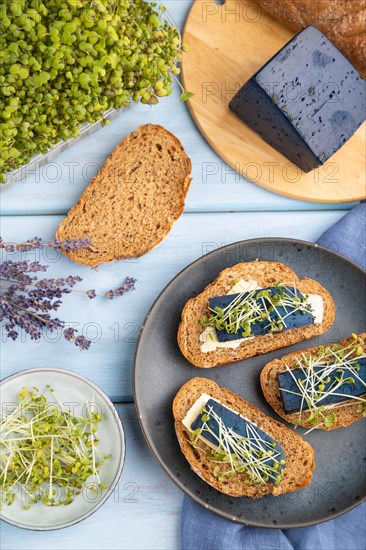 Bread sandwiches with blue lavender cheese and mustard microgreen on blue wooden background and
