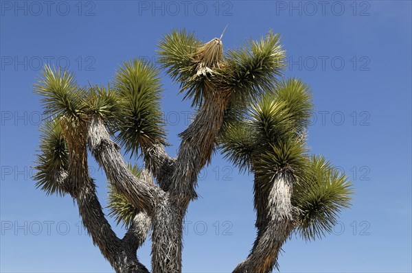 Joshua trees (Yucca brevifolia), Joshua Tree National Park, Palm Desert, Southern California, USA,
