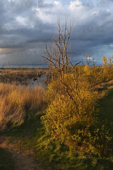 Wetland biotope in the Peene Valley, overwatered meadows, rare habitat for endangered plants and