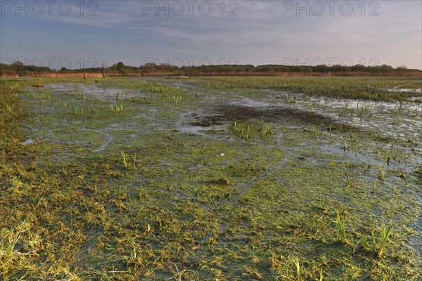 Wetland biotope in the Peene valley, waterlogged meadows, rare habitat for endangered plants and