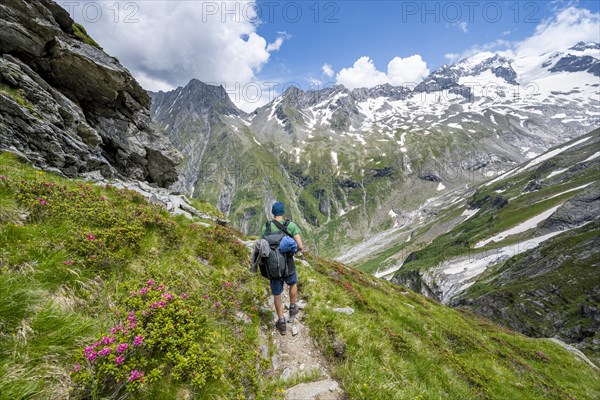 Mountaineer on hiking trail in picturesque mountain landscape with blooming alpine roses, in the