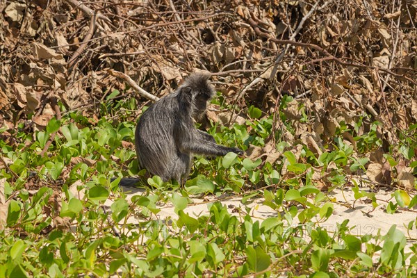 Silvery lutung or silvered leaf langur monkey (Trachypithecus cristatus) feeding in Bako national