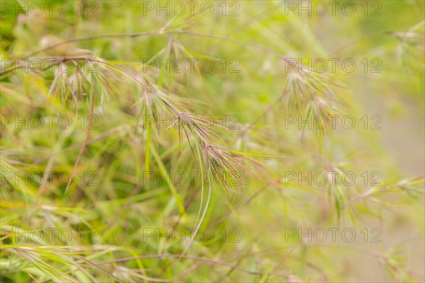 Grass green natural background. Campuhan ridge walk, Bali, Indonesia, track on the hill Travel,