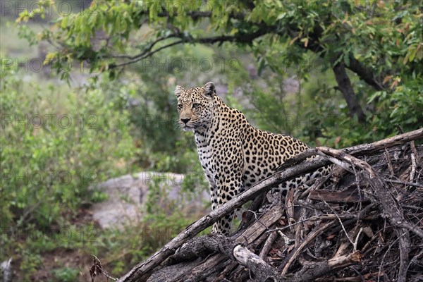 Leopard (Panthera pardus), adult, observed, alert, Sabi Sand Game Reserve, Kruger NP, Kruger