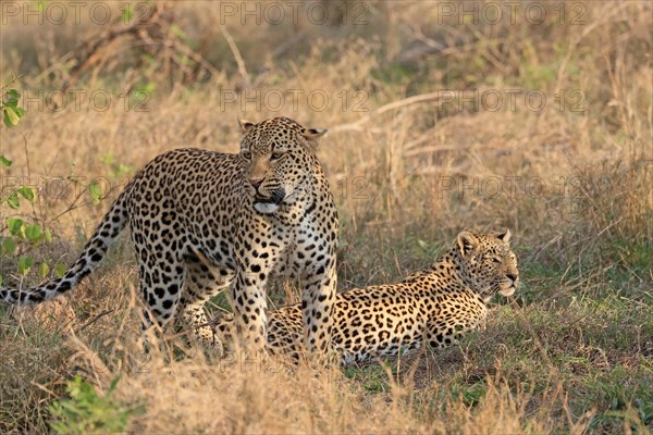 Leopard (Panthera pardus), adult, pair, alert, Sabi Sand Game Reserve, Kruger NP, Kruger National