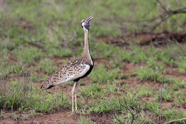 Red-crested Bustard, (Lophotis ruficrista), adult, calling, Kruger National Park, Kruger National