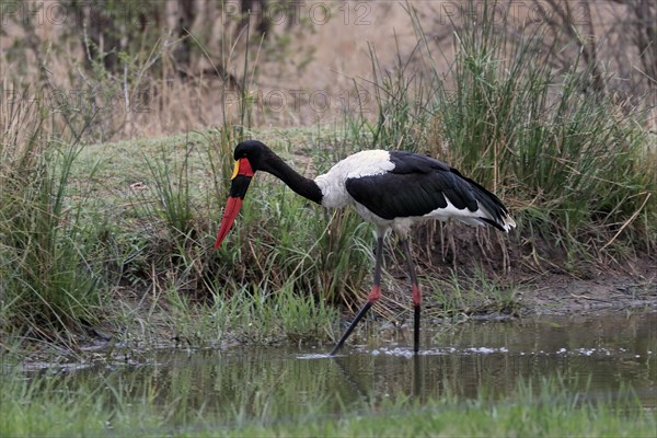 Saddle-billed stork (Ephippiorhynchus senegalensis), adult, foraging, in the water, Sabi Sand Game
