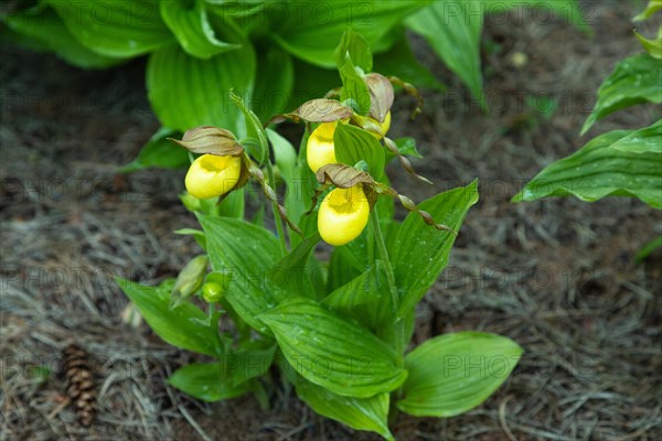 Beautiful orchid flowers of yellow color with green leaves in the garden. Lady's-slipper hybrids.
