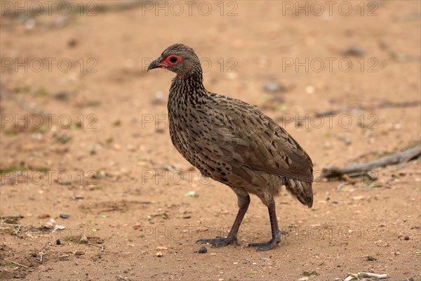 Swainson's spurfowl (Pternistis swainsonii), adult, foraging, vigilant, Kruger National Park,