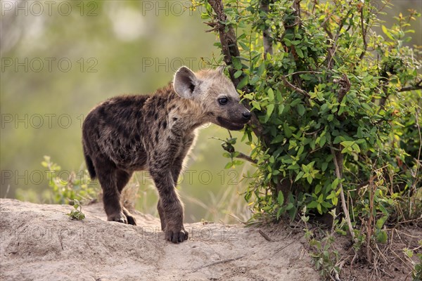 Spotted hyena (Crocuta crocuta), young animal, at the den, vigilant, Kruger National Park, Kruger