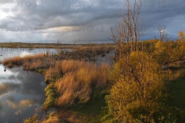 Wetland biotope in the Peene Valley, overwatered meadows, rare habitat for endangered plants and