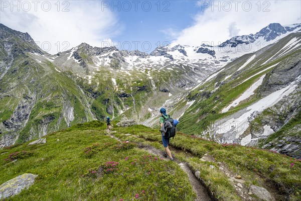 Mountaineer on hiking trail in picturesque mountain landscape with blooming alpine roses, in the