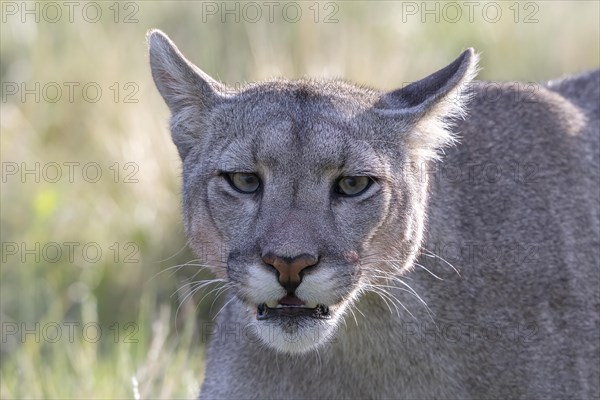 Cougar (Cougar concolor), silver lion, mountain lion, cougar, panther, small cat, animal portrait,