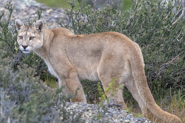 Cougar (Cougar concolor), silver lion, mountain lion, cougar, panther, small cat, Torres del Paine
